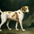 Portrait of a Hound belonging to William Pitt, 1st Earl of Chatham, by George Stubbs
